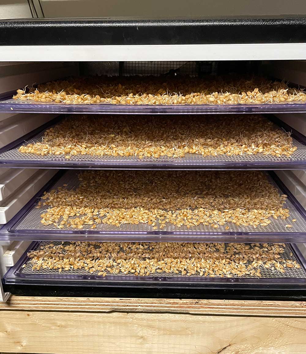 Why Are Sprouted Grains Healthier How To Sprout Grains