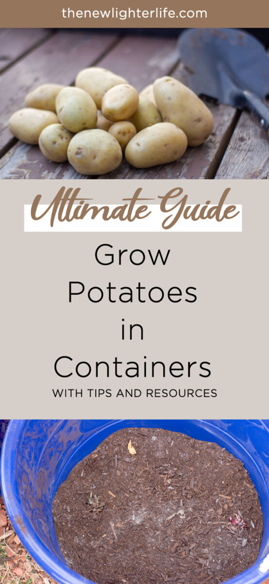 Growing Potatoes in Containers: Complete Beginner's Guide