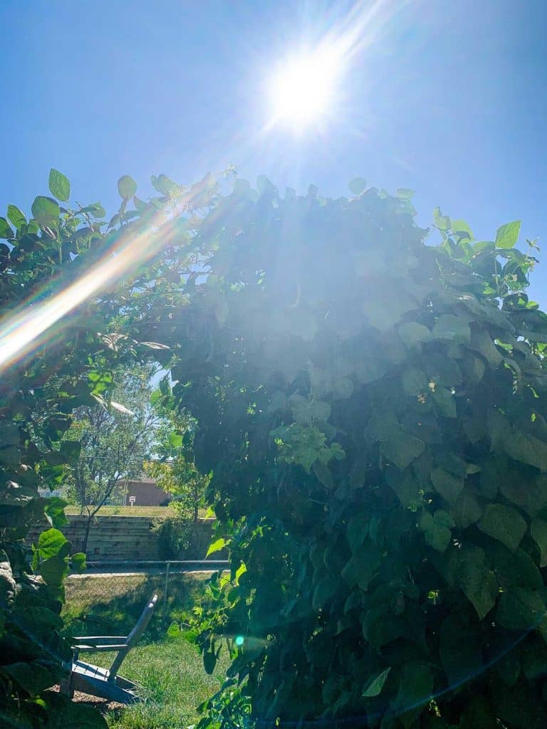 beans growing on a cattle panel trellis arch