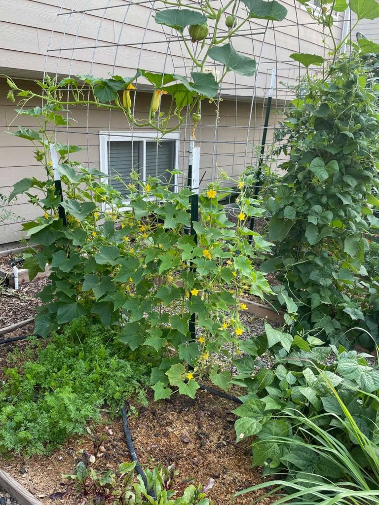 squash growing on a cattle panel trellis arch