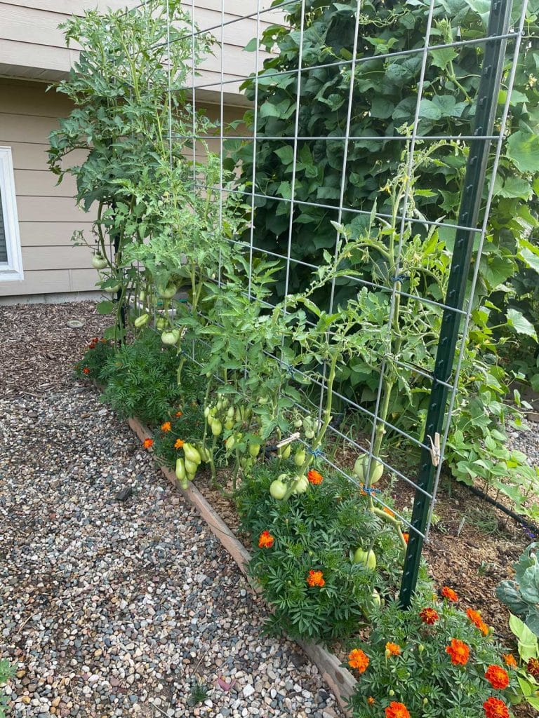 tomatoes on a cattle panel trellis