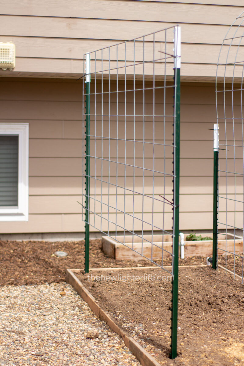 empty cattle panels garden