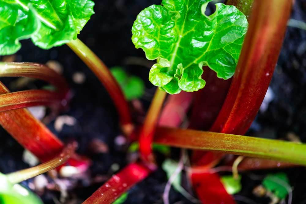 Reliable rhubarb - how to grow and what variety to choose - little