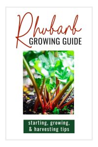 Rhubarb Growing Guide:  Tips to Growing Rhubarb Successfully