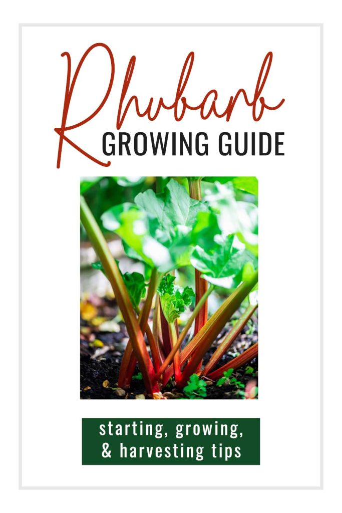 Ready to grow rhubarb? Follow these tips