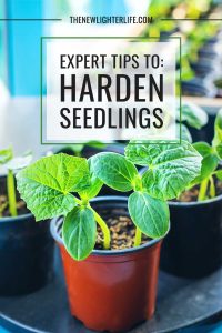 Get Ready to Thrive:  Expert Tips for Hardening Seedlings for Outdoor Planting