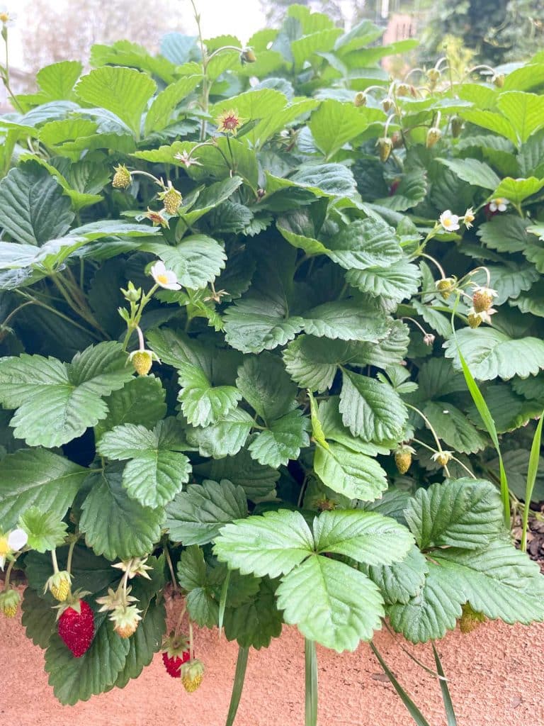 Overwintering Strawberries