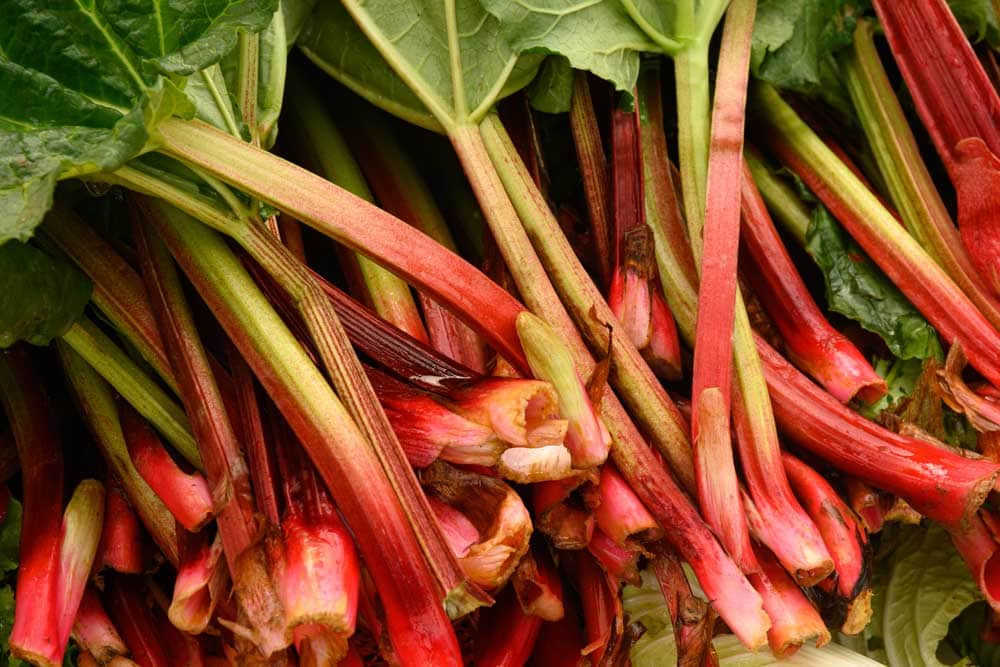 Rhubarb Ever Red Plant, Rheum Fruit