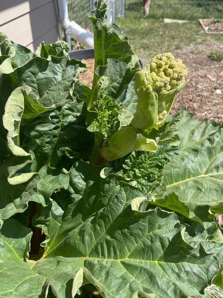 Crimson Red (Cherry) Rhubarb Crowns - 1 root division