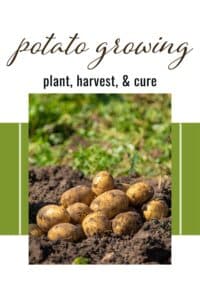 Master Potato Planting Season: Planting, Harvesting, & Curing Guide