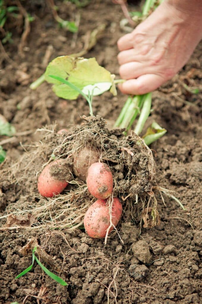 Potato Planting Season, Harvesting & Curing Guide